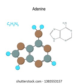 Adenine. Chemical structural formula and model of molecule. C5H5N5. Vector diagram for educational, medical, biological, and scientific use
