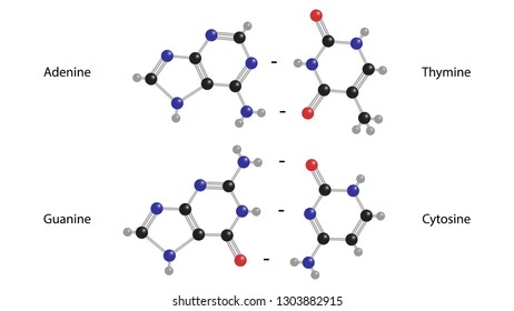 Adenine, Guanine, Thymine, Cytosine Molecular Structure Vector