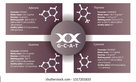 Adenine, guanine, thymine, cytosine molecular structure vector