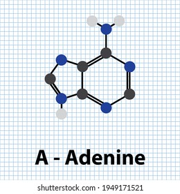 A - Adenine Nitrogenous base molecular structure. DNA nucleotide base purine biomolecule ball and stick model.