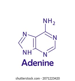 Adenine Nitrogenous Base Nucleotide Biomolecule Strcuture Stock Vector ...