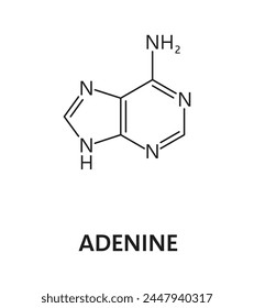 Ácido nucleico adenina, base nitrogenada, fórmula de nitrógeno e hidrógeno. Nitrogen and hydrogen science formula, nucleic acid molecular structure or DNA nitrogen base research Vector molecule