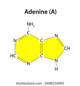 Adenine is one of the bases of the DNA molecule