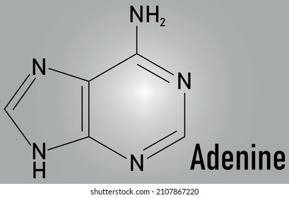 Adenine purine nucleobase molecule. Base present in DNA and RNA. Skeletal formula.