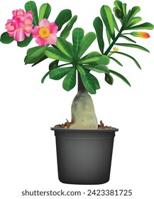 Adenium flower in red and green leaves on the pot. Isolated on white background.