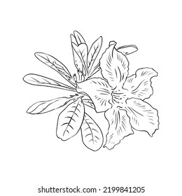 Adenium flower sketch in black and white style