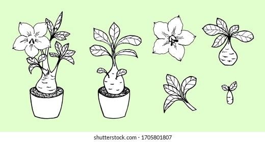 Adenium home flower elements set. Black outline drawing with white fill on a green background. Vector illustration for design, directory, announcements, postcards, manual, invitations, posters.