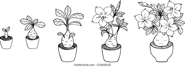 Adenium home flower. Growing adenium elements set. Black outline drawing with white fill on a white background. Vector illustration for design, directory, announcements, postcards, manual, posters.