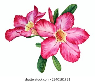 Adenium Obesum pink tropical flowers and green leaves clipart isolated on white background. Desert rose blooming. Adenium Obesum flowers illustration in watercolor style, tropical exotic sabi blossom 