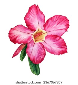 Adenium Obesum pink tropical flowers and green leaves clipart isolated on white background. Desert rose blooming. Adenium Obesum flowers illustration in watercolor style