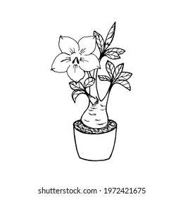 Adenium obesum plant with foliage, flower and bud in a pot, black and white outline drawing.