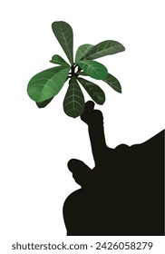 Adenium tree green leaves silhouette trunk with isolated on white background.