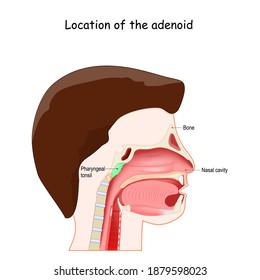 adenoid location. Lymphatic system. Cross section of Human head with pharyngeal tonsil. 