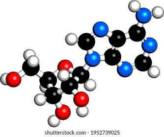 Adenosine (Ado) purine nucleoside molecule. Important component of ATP, ADP, cAMP and RNA. Also used as drug. 3D rendering. Atoms are represented as spheres with conventional color coding