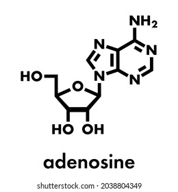 Adenosine (Ado) purine nucleoside molecule. Important component of ATP, ADP, cAMP and RNA. Also used as drug. Skeletal formula.