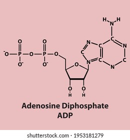 Adenosindiphosphat ADP Biomoleküle auf Farbhintergrund
