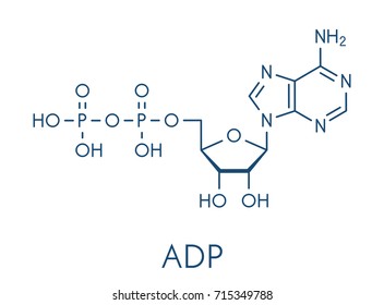 Adenosine diphosphate (ADP) molecule. Plays essential role in energy use and storage in the cell. Skeletal formula.