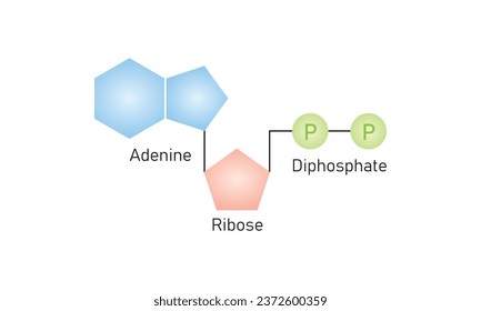 Adenosine Diphosphate (ADP) Molecule Scientific Design. Vector Illustration.