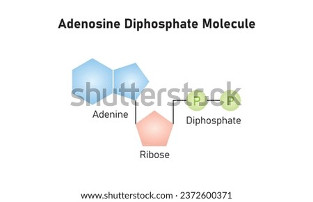 Adenosine Diphosphate (ADP) Molecule Scientific Design. Vector Illustration.