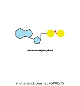 Adenosine diphosphate (ADP) Science Icon Illustration Vector