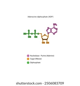 Adenosine diphosphate (ADP) skeletal structure schematic illustration, Nucleoside molecule.