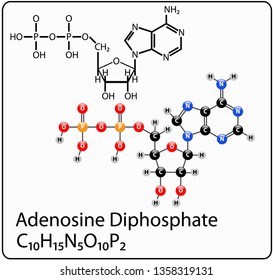 Adenosine Diphosphate Molecule Structure