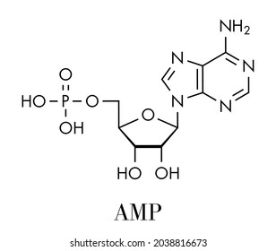 Adenosine monophosphate (AMP, adenylic acid) molecule. Nucleotide monomer of RNA. Composed of phosphate, ribose and adenine moieties. Skeletal formula.