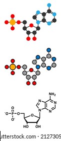 Adenosine monophosphate (AMP, adenylic acid) molecule. Nucleotide monomer of RNA. Composed of phosphate, ribose and adenine moieties. Stylized 2D renderings and conventional skeletal formula.