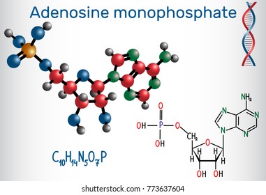 Adenosine monophosphate (AMP) molecule, is an ester of phosphoric acid and  nucleoside adenosine, monomer in the production RNA . Structural chemical formula and molecule model. Vector illustratration