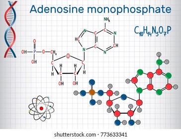 Adenosine monophosphate (AMP) molecule, monomer in the production RNA . Sheet of paper in a cage.
Structural chemical formula and molecule model. Vector illustration

