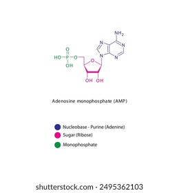 Adenosine monophosphate (AMP) skeletal structure schematic illustration, Nucleotide molecule.