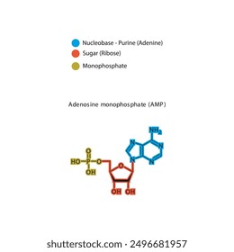 Adenosine monophosphate (AMP) skeletal structure schematic illustration, Nucleotide molecule.