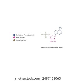 Adenosine monophosphate (AMP) skeletal structure schematic illustration, Nucleotide molecule.