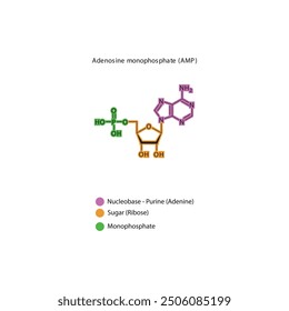 Adenosine monophosphate (AMP) skeletal structure schematic illustration, Nucleotide molecule.