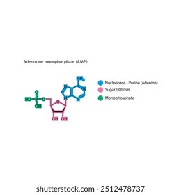 Adenosine monophosphate (AMP) skeletal structure schematic illustration, Nucleotide molecule.