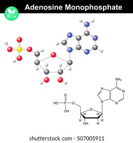Adenosine monophosphate chemical structure and model, AMP is nucleotide monomer of RNA molecule, scientific 3d vector illustration, isolated on white background, eps 10