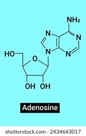 Adenosine is a purine nucleoside base, most commonly recognized with the molecule adenosine triphosphate