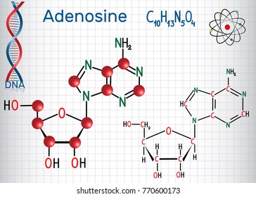Adenosine - purine nucleoside molecule, is important part of ATP, ADP, cAMP , RNA, DNA. Sheet of paper in a cage. Structural chemical formula and molecule model. Vector illustration