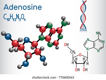 Adenosine - purine nucleoside molecule, is important part of ATP, ADP, cAMP , RNA, DNA. Structural chemical formula and molecule model. Vector illustration


