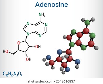Adenosine ribonucleoside molecule. Chemical structure and molecule model of nucleoside. Vector illustration