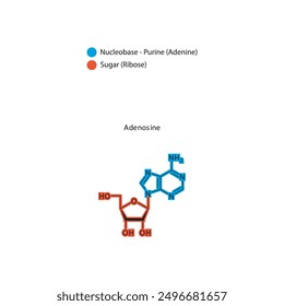 Ilustración esquelética de la estructura esquelética de adenosina, molécula de nucleósido.
