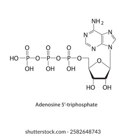 Adenosine 5’-triphosphate skeletal structure.Toxin compound schematic illustration. Simple diagram, chemical structure.