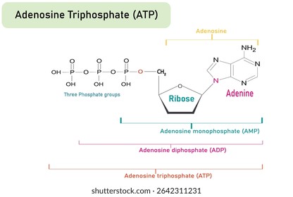 Diagrama de Estrutura Molecular de Adenosina Trifosfato (ATP) útil para apresentação de cartaz médico e bioquímico Ilustração vetorial.