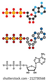 Adenosine triphosphate (ATP) molecule. Functions as neurotransmitter, RNA building block, energy transfer molecule, etc. Stylized 2D renderings and conventional skeletal formula.