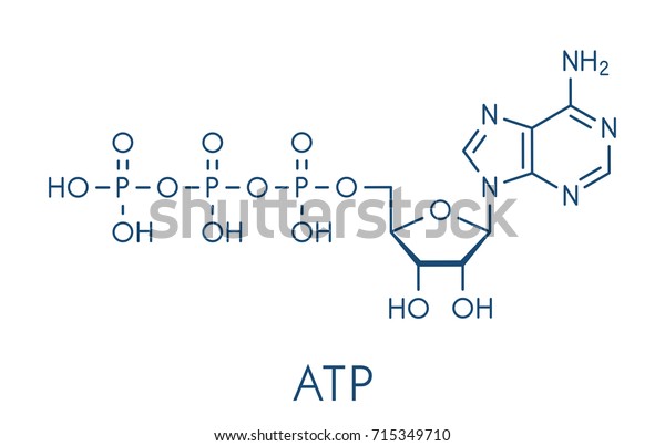 Adenosine Triphosphate Atp Molecule Functions Neurotransmitter