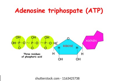 Adenosine triphosphate (ATP) on white background. ATP provides energy to drive many processes in living cells, e.g. muscle contraction, nerve impulse propagation, chemical synthesis. 