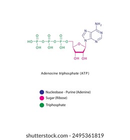 Adenosintriphosphat (ATP) Skelettstruktur schematische Darstellung, Nukleosid-Molekül.