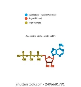 Adenosintriphosphat (ATP) Skelettstruktur schematische Darstellung, Nucleosidmolekül.