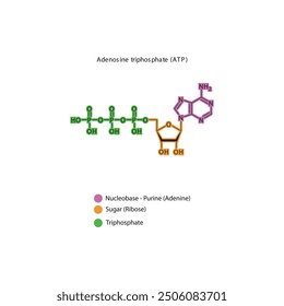 Adenosine triphosphate (ATP) skeletal structure schematic illustration, Nucleoside molecule.