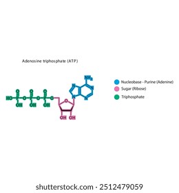 Ilustração esquemática da estrutura esquelética do trifosfato de adenosina (ATP), molécula de nucleósido.
